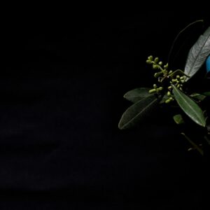 Picture of Primo tema "Primavera"